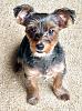 My Yorkie Prefers To Be Nekkid-img_0413.jpeg