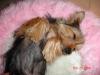 Show us your Furbaby's Bed!-bbaby.jpg