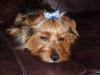 boy dog bows-p1010133.jpg