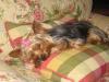 Show us your Furbaby's Bed!-nowheretosit1.jpg