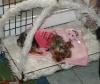 Show us your Furbaby's Bed!-studio-animals-036.jpg