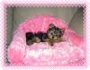 Show us your Furbaby's Bed!-06-02-0822.jpg