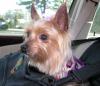 Daisy LOVES her new carseat-cut3.jpg