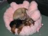 Show us your Furbaby's Bed!-img_1657.jpg