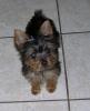 How Much Did You Pay For your Yorkie?-rocko-coco-feb12-039.jpg