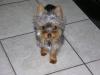 How Much Did You Pay For your Yorkie?-rocko-coco-feb12-066.jpg
