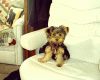 Upset about Daisys coat-aint-i-cute.gif