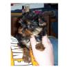 brought my new baby home today.-gypsy1.jpg