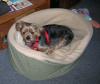Show us your Furbaby's Bed!-seans-bed.jpg