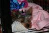 Show us your Furbaby's Bed!-img_2048-small-.jpg