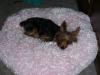 Show us your Furbaby's Bed!-chloebedyt.jpg
