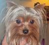 In Memory of Maddie-pretty-boy.jpg