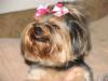 Does Your Yorkie Smile???-smile-.jpg