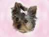 Does Your Yorkie Smile???-537271688htdtsy_ph.jpg