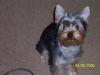 Does Your Yorkie Smile???-march-001.jpg