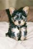 Introducing Maximillian-maximillian2006.jpg