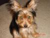 Be Honest, Do You Like To Show Off Your Yorkie!-a1.jpg