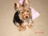 Be Honest, Do You Like To Show Off Your Yorkie!-a2.jpg