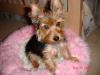 Be Honest, Do You Like To Show Off Your Yorkie!-a3.jpg