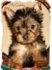 My New Little One...-missy-4-8-.jpg