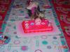 Few snap shots of Seanna and Shuugie~-seashell-diving-her-cake.jpg