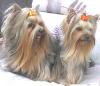 Pictures of a larger size yorkie?? Anyone??-img_1445_1.jpg