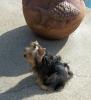 Pictures of a larger size yorkie?? Anyone??-dcp_0265-543-x-600-.jpg