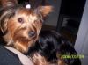 Pictures of a larger size yorkie?? Anyone??-000_1046-460-x-341-.jpg
