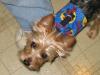 Pictures of a larger size yorkie?? Anyone??-11-22-2005-004.jpg