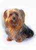 Pictures of a larger size yorkie?? Anyone??-tucker1a.jpg