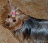 Pictures of a larger size yorkie?? Anyone??-calhjze4__200_x_178_-1-.jpg
