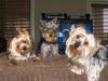 Pictures of a larger size yorkie?? Anyone??-sophie-hobbs-koko-002-2-.jpg