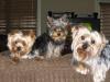 Pictures of a larger size yorkie?? Anyone??-sophie-hobbs-koko-003-2-.jpg