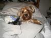 Pictures of a larger size yorkie?? Anyone??-xmas3.jpg