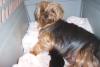 Pictures of a larger size yorkie?? Anyone??-100_0109.jpg