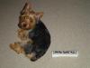 Pictures of a larger size yorkie?? Anyone??-dsc01781a.jpg