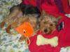 Pictures of a larger size yorkie?? Anyone??-dsc01785a.jpg