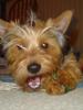 Pictures of a larger size yorkie?? Anyone??-dsc01823a.jpg