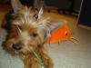 Pictures of a larger size yorkie?? Anyone??-dsc01826.jpg