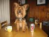 Pictures of a larger size yorkie?? Anyone??-img_0295.jpg