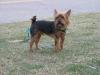 Pictures of a larger size yorkie?? Anyone??-img_0434.jpg