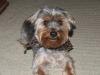 Pictures of a larger size yorkie?? Anyone??-yorkietalk-pic.jpg