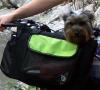 Pictures of a larger size yorkie?? Anyone??-keukalake605-080.jpg