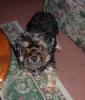 Pictures of a larger size yorkie?? Anyone??-ebay-mandi-057.jpg