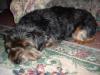 Pictures of a larger size yorkie?? Anyone??-ebay-mandi-096.jpg