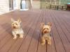 Pictures of a larger size yorkie?? Anyone??-playing-deck-resized.jpg