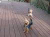 Pictures of a larger size yorkie?? Anyone??-running-deck-resized.jpg