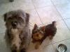 Besides Yorkies, what other dogs do you have?-image41.jpg