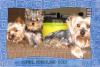 Pictures of a larger size yorkie?? Anyone??-three-babies.jpg