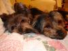 Pictures of a larger size yorkie?? Anyone??-cricketandbubbatired.jpg